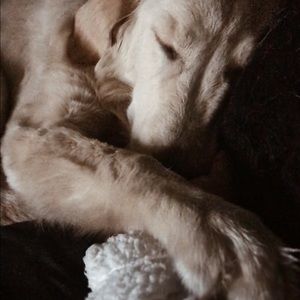 Meet your Posher, Chanel